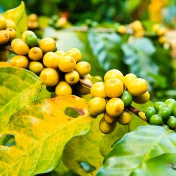 Coffee beans on tree in farm Stock Photos