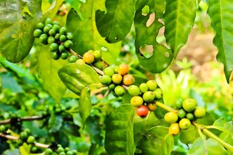 Coffee beans on tree in farm Stock Photos