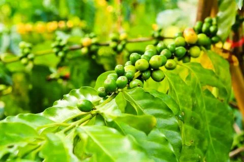 Coffee beans on tree in farm Stock Photos