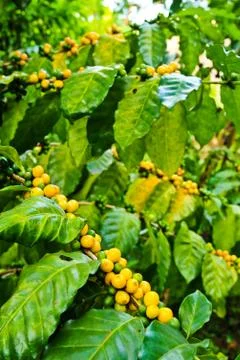 Coffee beans on tree in farm Foto stock