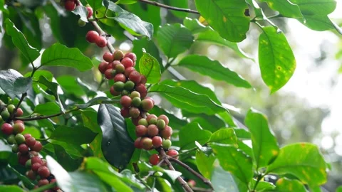 Coffee beans tree with fruits , sharp nature shot Stock Footage 259459100