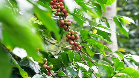 Coffee beans tree with fruits , sharp nature shot Stock Footage 259459601