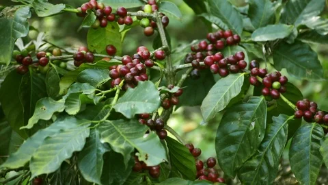 Coffee Beans Tree, HD video Stock Footage 102700629