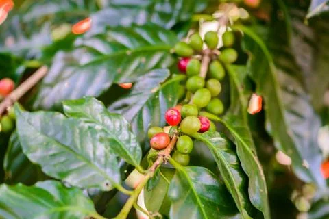 Coffee beans on tree Stock Photos