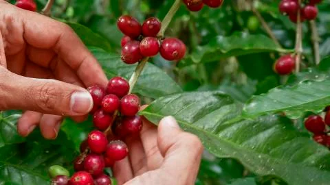 Coffee beans on tree Stock Photos