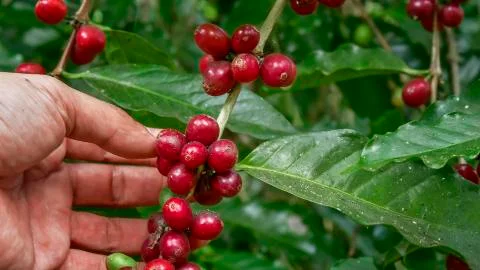 Coffee beans on tree Foto stock