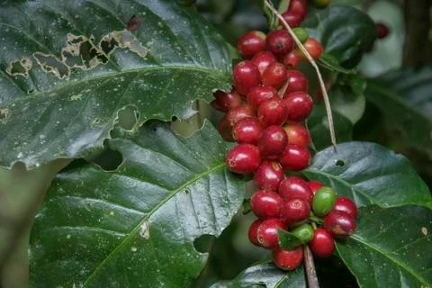 Coffee beans on tree Stock Photos
