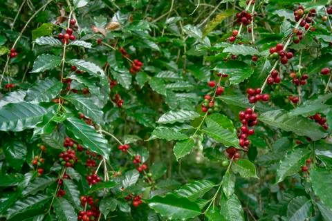 Coffee beans on tree 写真素材