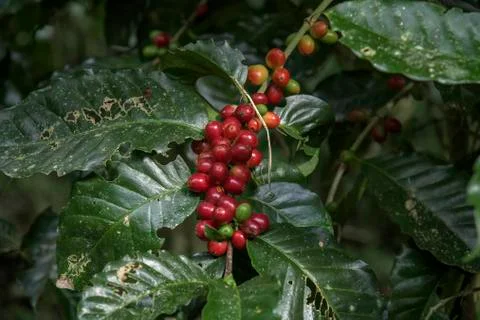 Coffee beans on tree Stock Photos