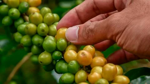 Coffee beans on tree Fotos de archivo
