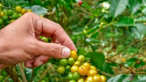 Coffee beans on tree Stock Photos
