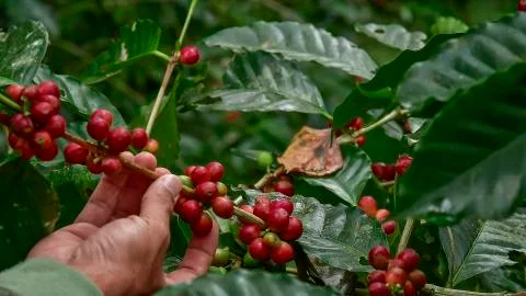 Coffee beans on tree Foto stock