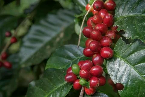 Coffee beans on tree Фото