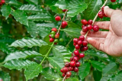 Coffee beans on tree Фото