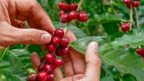 Coffee beans on tree 写真素材