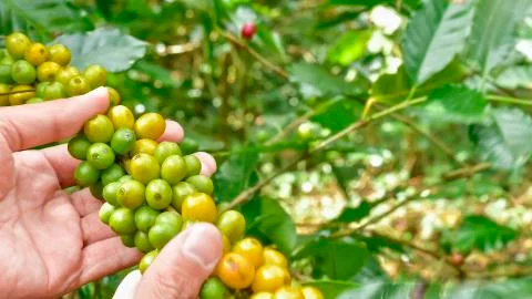 Coffee beans on tree 写真素材