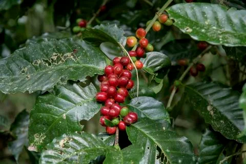 Coffee beans on tree 写真素材