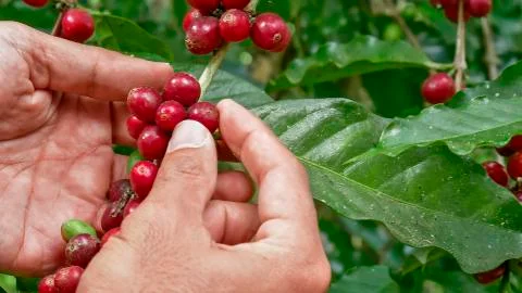 Coffee beans on tree Фото