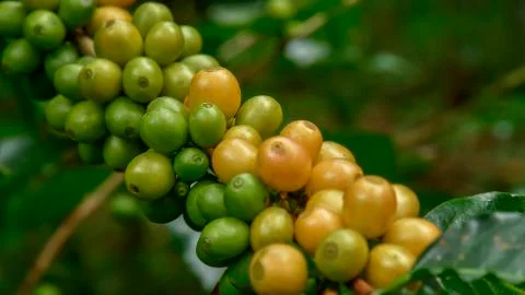 Coffee beans on tree Stock Photos