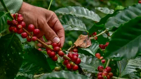 Coffee beans on tree 库存照片