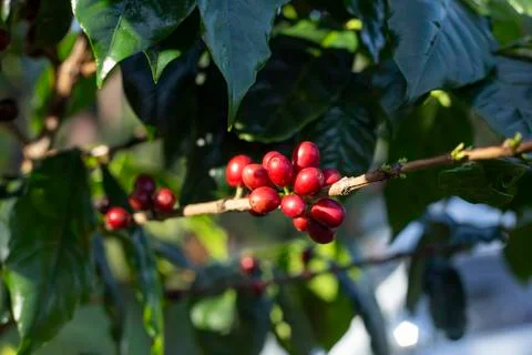 Coffee beans on tree 스톡 사진