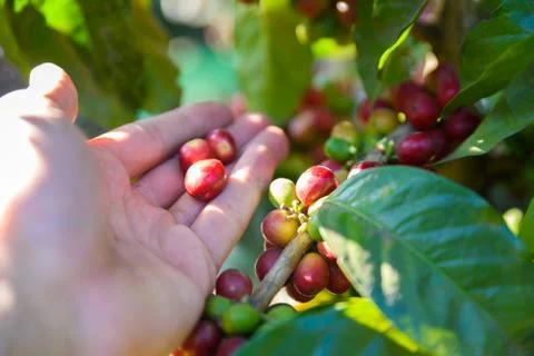 Coffee beans on tree - picking with hands and a basket the coffee beans in th Photos