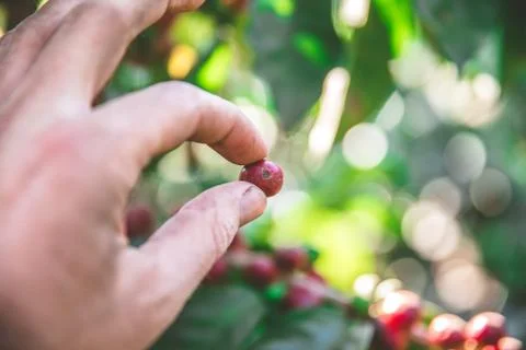 Coffee beans on tree - picking with hands and a basket the coffee beans in th Фото