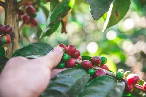 Coffee beans on tree - picking with hands and a basket the coffee beans in th Photos