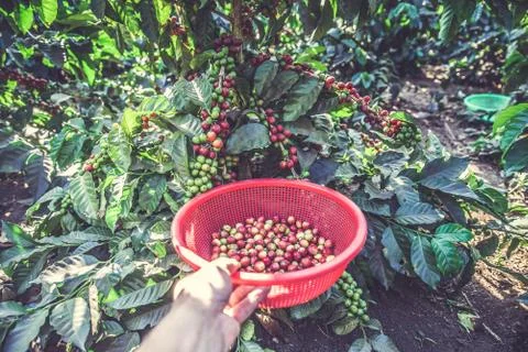 Coffee beans on tree - picking with hands and a basket the coffee beans in th Fotos Stock