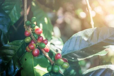 Coffee beans on tree with sunlight. Stock Photos