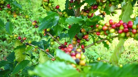 Coffee beans on trees Stock-Footage 68367242