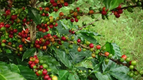 Coffee beans on trees, left pan Stock-Footage 68938545
