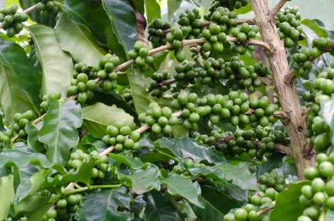 Coffee beans on trees Stock Photos