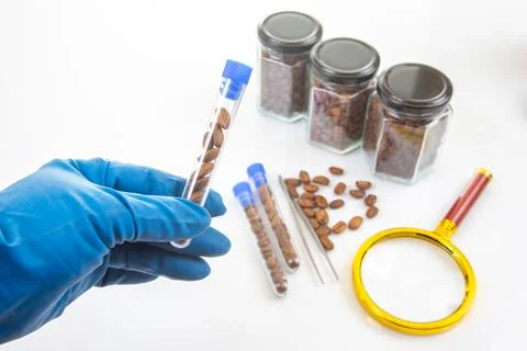 Coffee beans undergo lab testing as a gloved hand holds test tubes, with ad.. Stock Photos