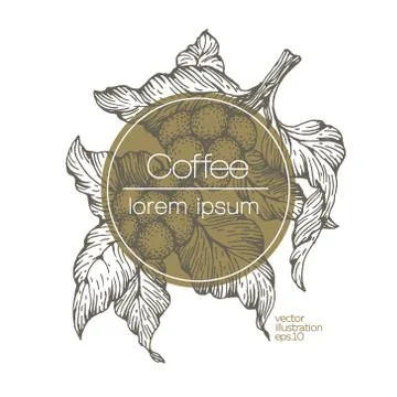 Coffee beans vector illustration. Engraved vintage style illustration. Organic Stock Illustration