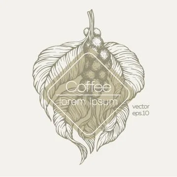 Coffee beans vector illustration. Engraved vintage style illustration. Organic Stock Illustration