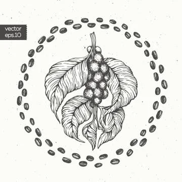 Coffee beans vector illustration. Engraved vintage style illustration. Organic Stock Illustration