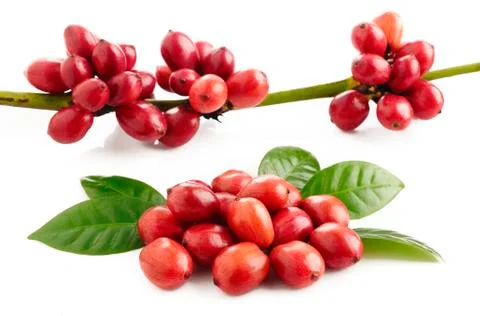 Coffee beans on white background Stock Photos