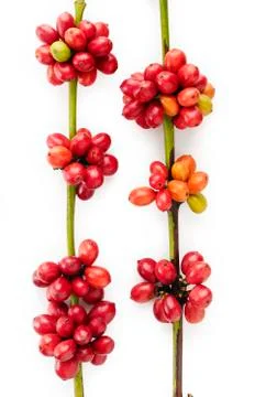 Coffee beans on white background Stock Photos