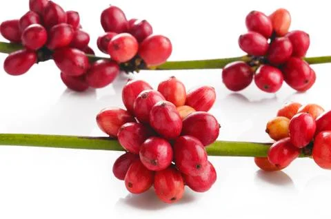 Coffee beans on white background Stock Photos