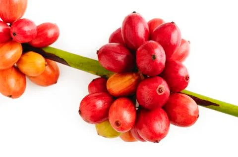Coffee beans on white Stock Photos