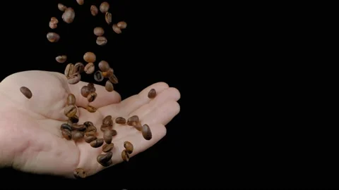 The coffee beans will fall into the hand on a black background. Super slow 動画素材 149327136