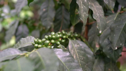 Coffee beans on your tree. Coffee tree, beans and leaves. Video stock 172266251