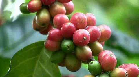 Coffee beans (zoom out) Stock Footage 12465762