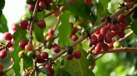 Coffee beans (zoom out) Stock Footage 20960805