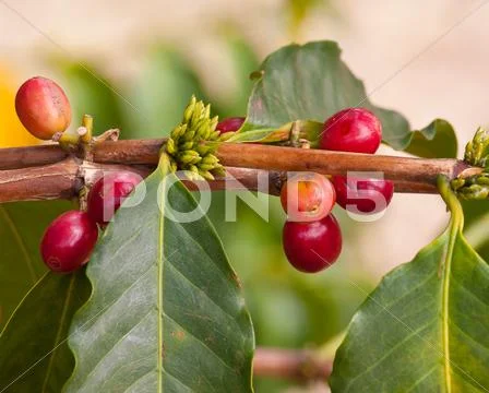 Coffee Beans.jpg Stock Photos