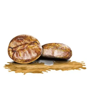Coffee beens and splash drawing in watercolor art. Stock Illustration