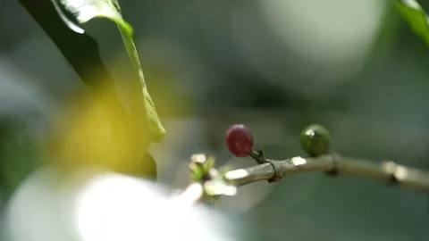 Coffee berries are on the tree stalk close up Stock Footage 262404165