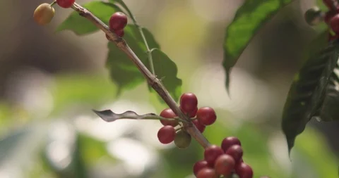Coffee berries on branch panning down Close up shot RED 4K slowmo Stock Footage 102694284