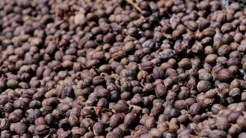 Coffee berries drying process, cascara tea making Stock Footage 290164078